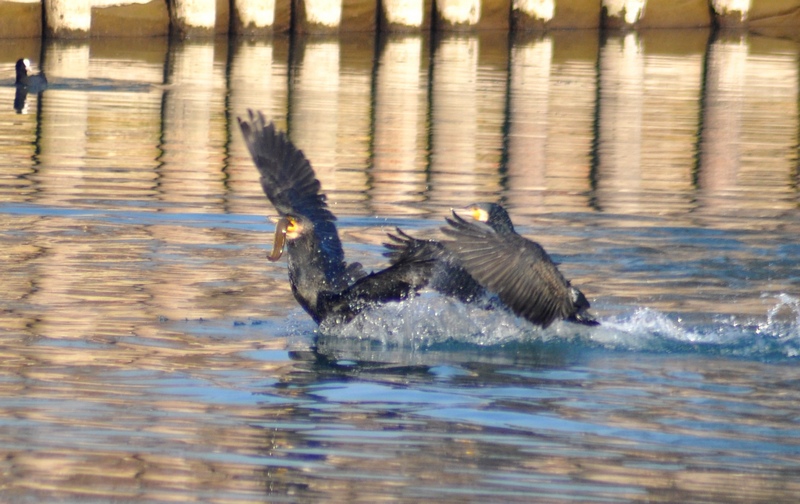 Lo spuntino del Cormorano